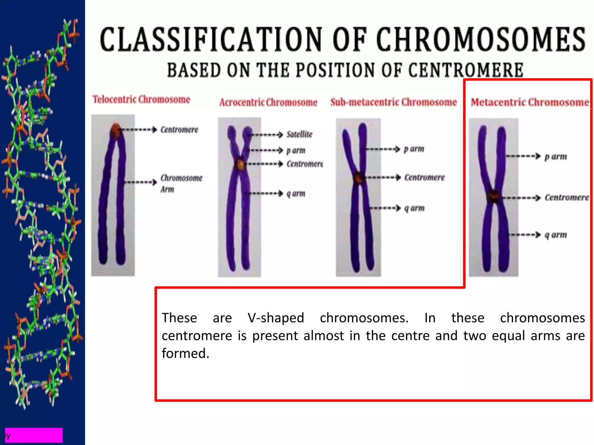 These are V-shaped chromosomes. In these chromosomes
centromere is present almost in the centre and two equal arms are
formed.
 