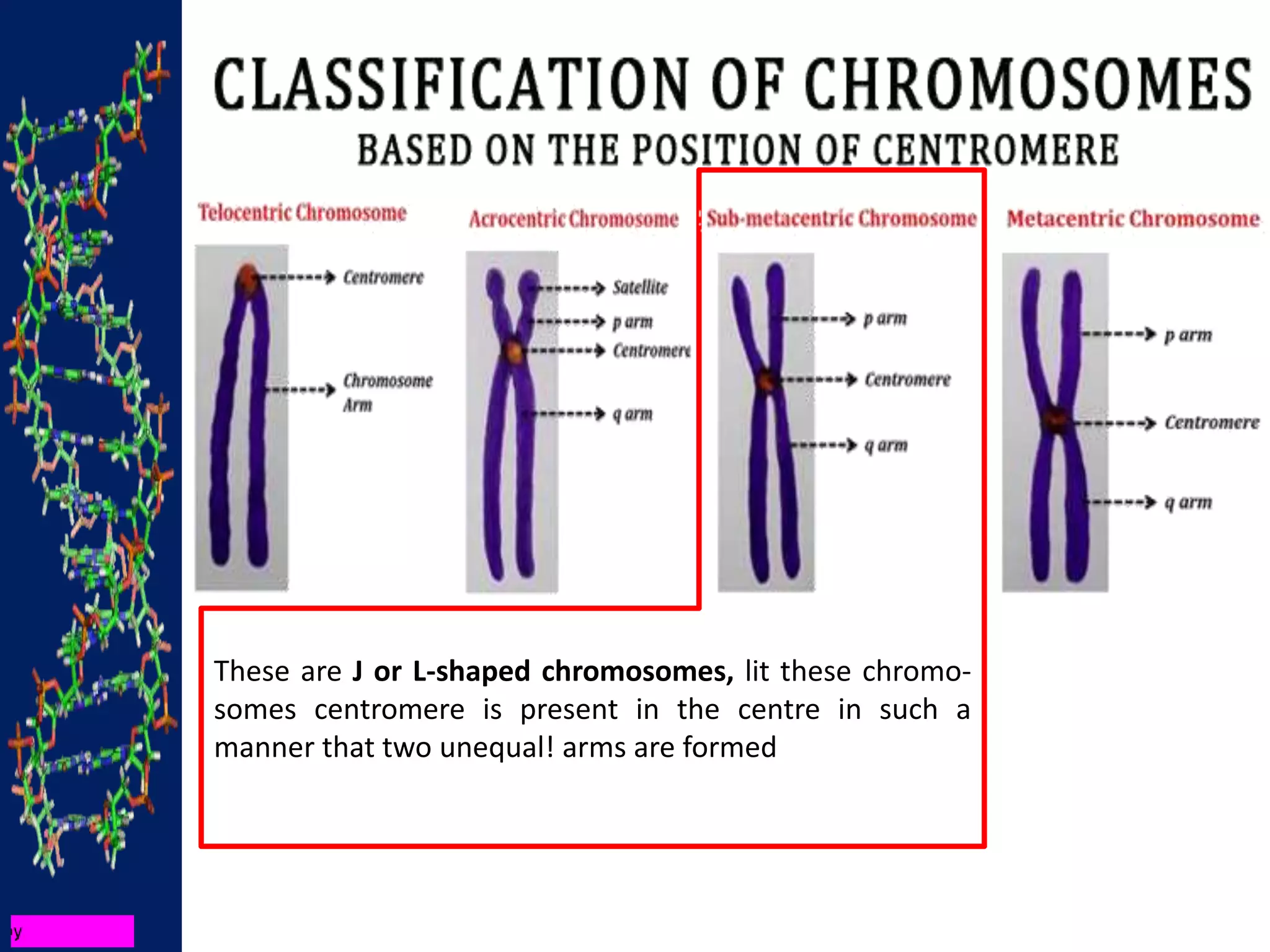 These are J or L-shaped chromosomes, lit these chromo-
somes centromere is present in the centre in such a
manner that two unequal! arms are formed
 
