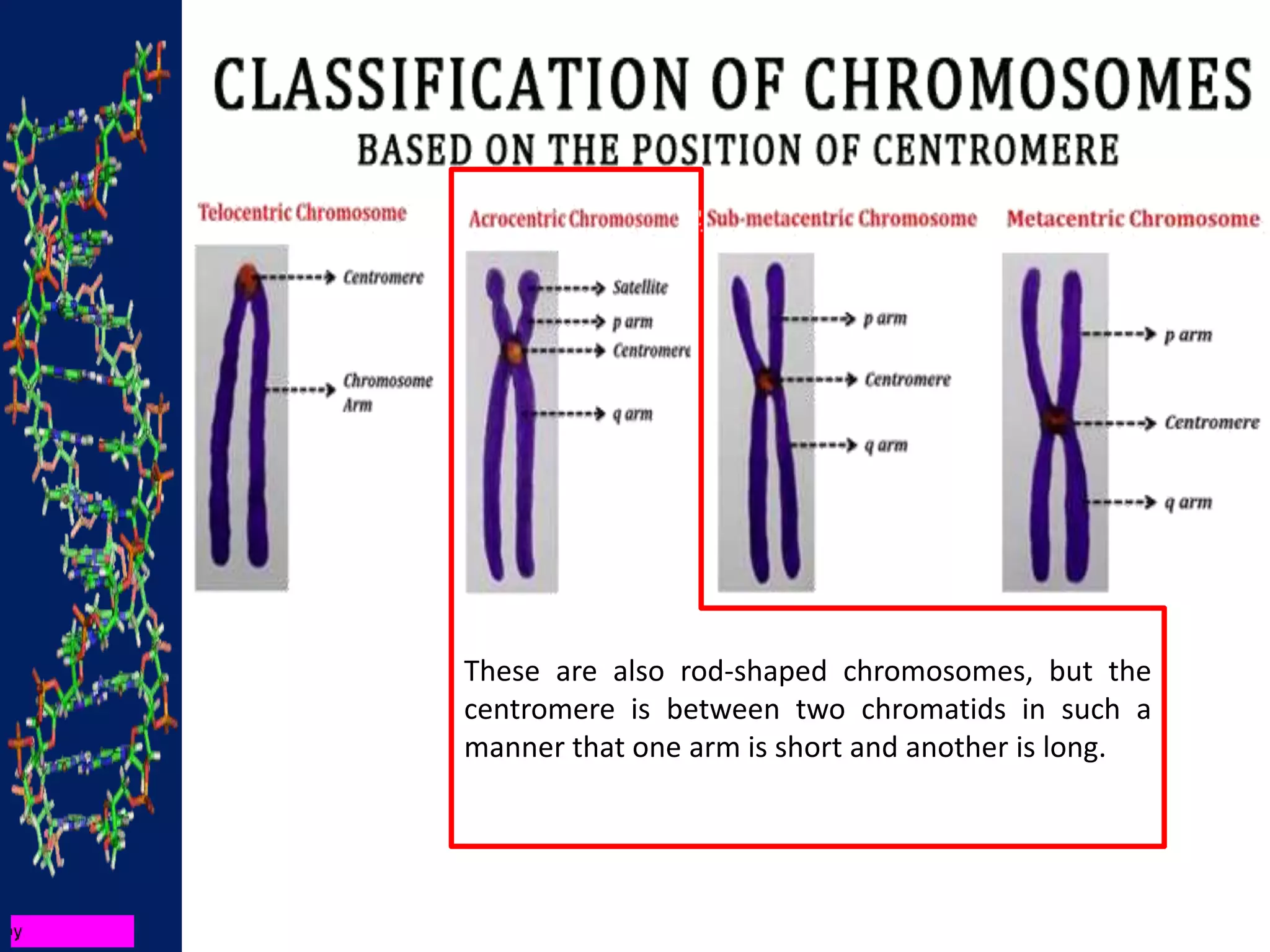 These are also rod-shaped chromosomes, but the
centromere is between two chromatids in such a
manner that one arm is short and another is long.
 
