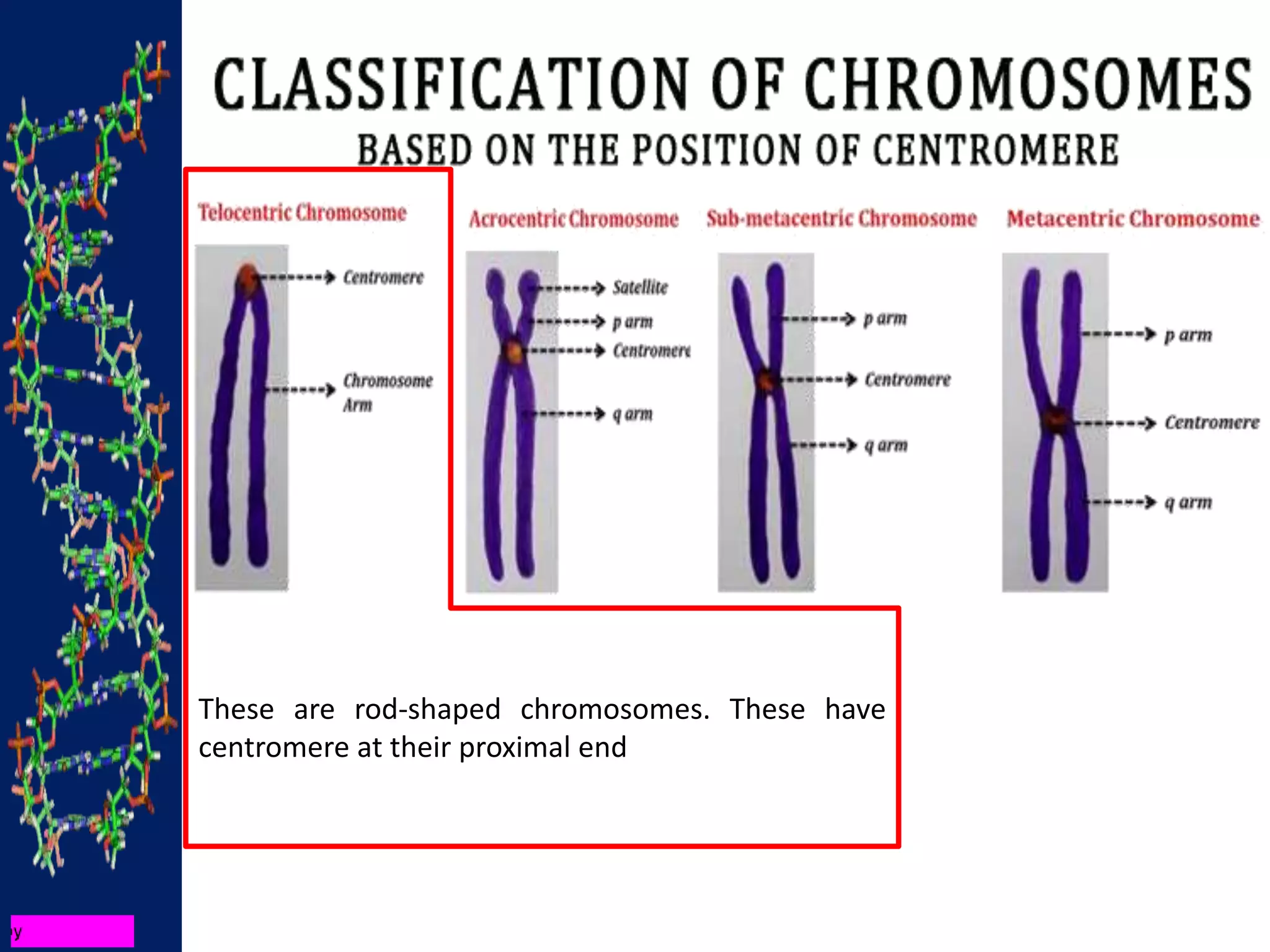 These are rod-shaped chromosomes. These have
centromere at their proximal end
 