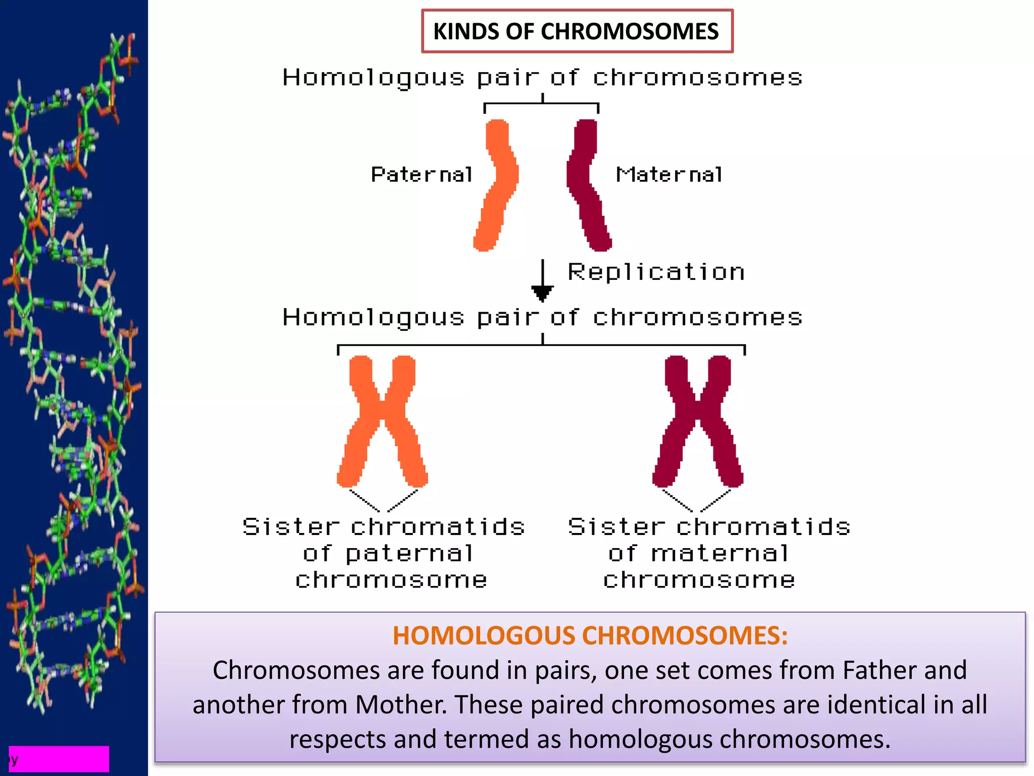 KINDS OF CHROMOSOMES
HOMOLOGOUS CHROMOSOMES:
Chromosomes are found in pairs, one set comes from Father and
another from Mother. These paired chromosomes are identical in all
respects and termed as homologous chromosomes.
 