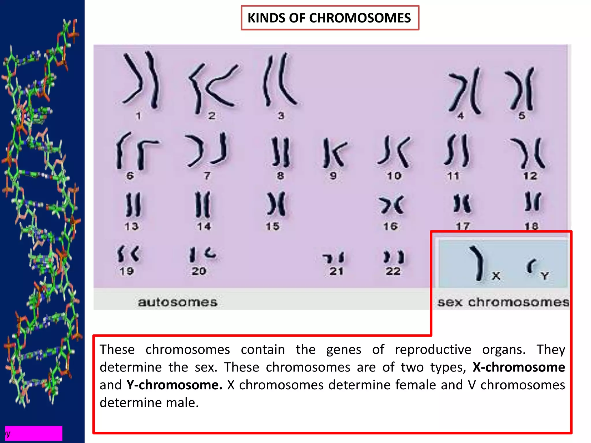 KINDS OF CHROMOSOMES
These chromosomes contain the genes of reproductive organs. They
determine the sex. These chromosomes are of two types, X-chromosome
and Y-chromosome. X chromosomes determine female and V chromosomes
determine male.
 