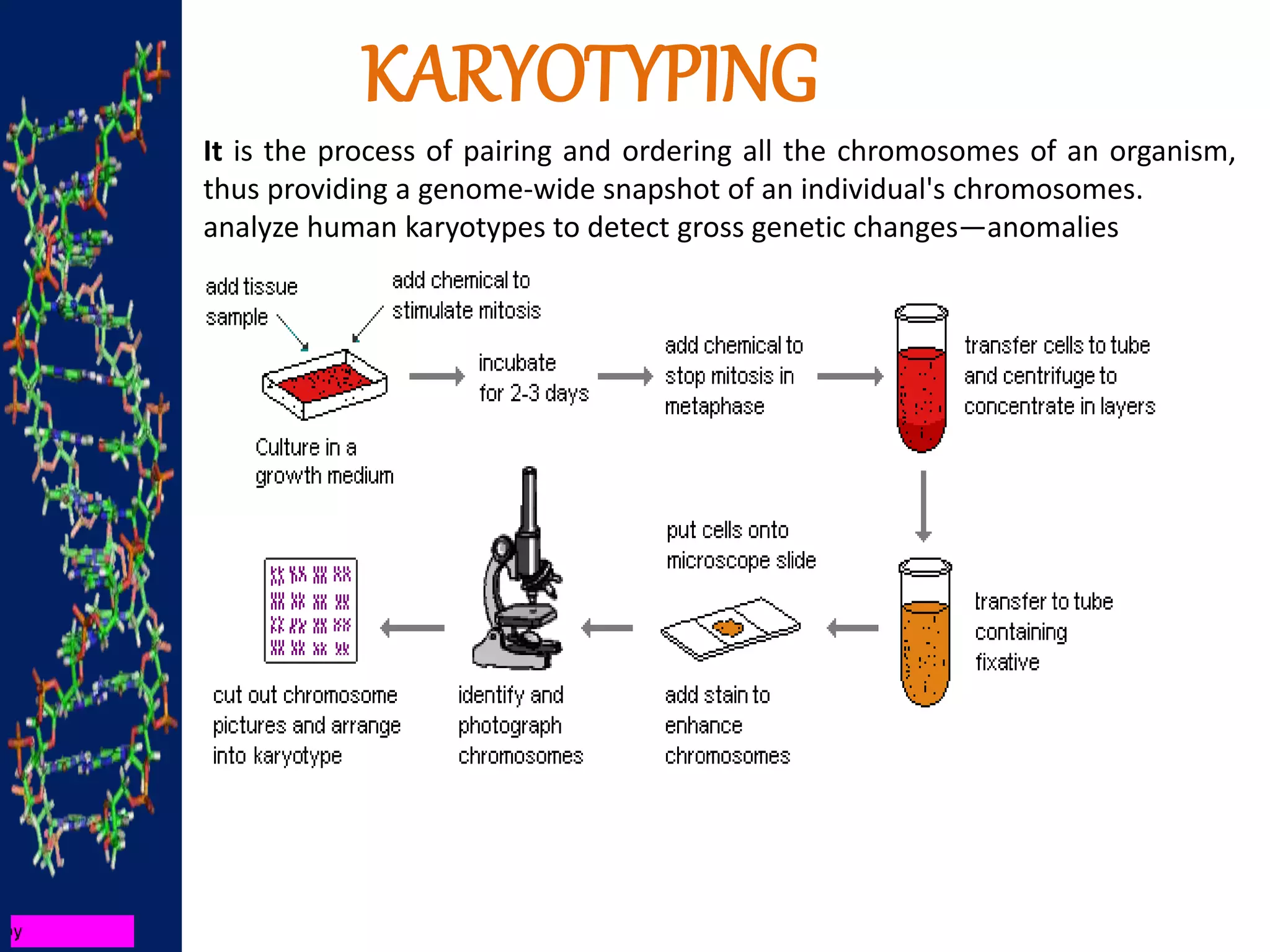 KARYOTYPING
It is the process of pairing and ordering all the chromosomes of an organism,
thus providing a genome-wide snapshot of an individual's chromosomes.
analyze human karyotypes to detect gross genetic changes—anomalies
 