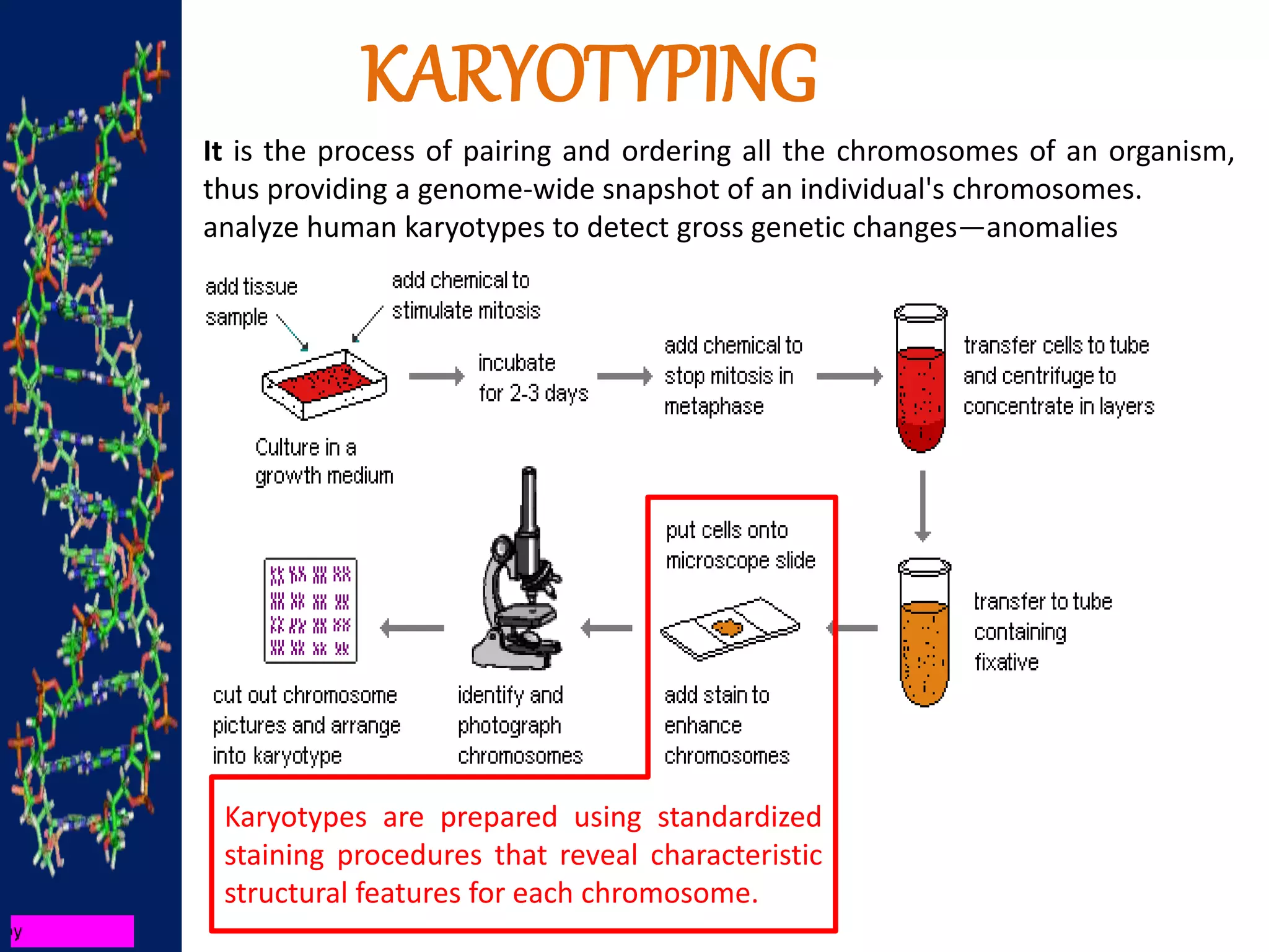 KARYOTYPING
It is the process of pairing and ordering all the chromosomes of an organism,
thus providing a genome-wide snapshot of an individual's chromosomes.
analyze human karyotypes to detect gross genetic changes—anomalies
Karyotypes are prepared using standardized
staining procedures that reveal characteristic
structural features for each chromosome.
 