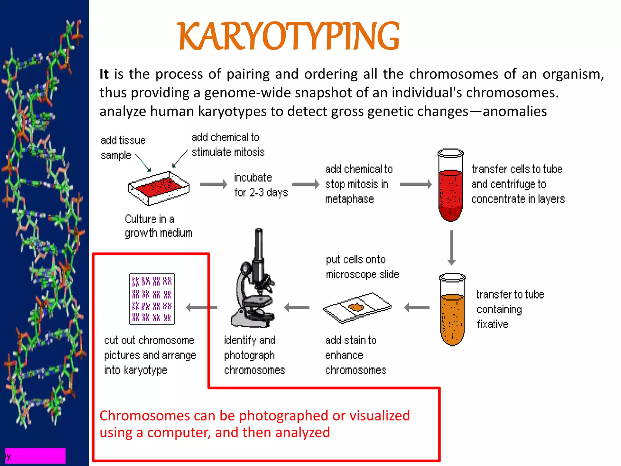 KARYOTYPING
It is the process of pairing and ordering all the chromosomes of an organism,
thus providing a genome-wide snapshot of an individual's chromosomes.
analyze human karyotypes to detect gross genetic changes—anomalies
Chromosomes can be photographed or visualized
using a computer, and then analyzed
 