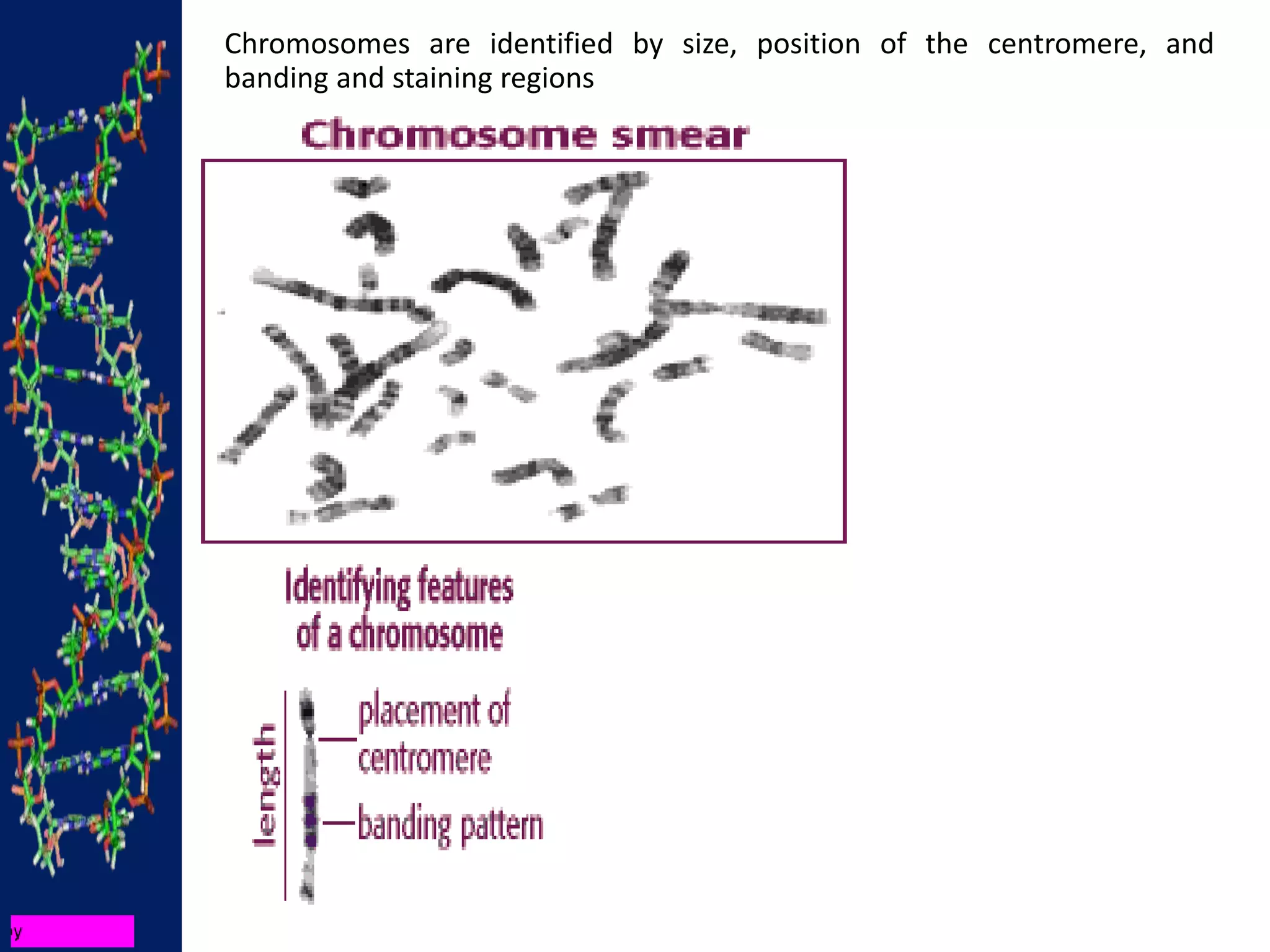 Chromosomes are identified by size, position of the centromere, and
banding and staining regions
 