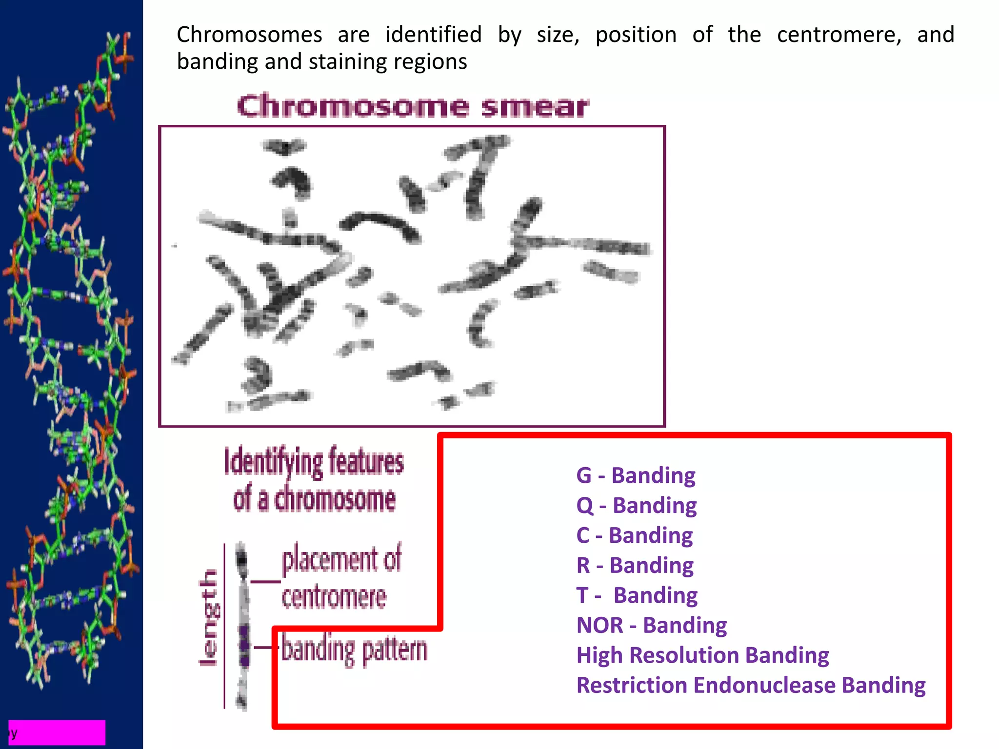 Chromosomes are identified by size, position of the centromere, and
banding and staining regions
G - Banding
Q - Banding
C - Banding
R - Banding
T - Banding
NOR - Banding
High Resolution Banding
Restriction Endonuclease Banding
 