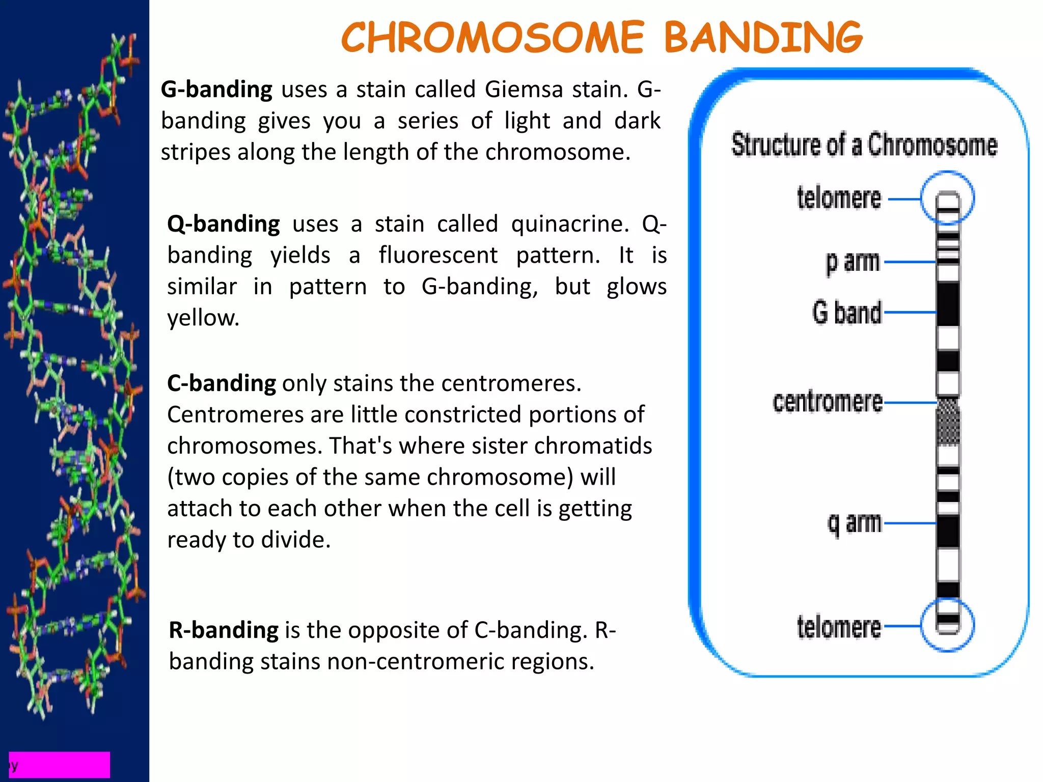 CHROMOSOME BANDING
G-banding uses a stain called Giemsa stain. G-
banding gives you a series of light and dark
stripes along the length of the chromosome.
Q-banding uses a stain called quinacrine. Q-
banding yields a fluorescent pattern. It is
similar in pattern to G-banding, but glows
yellow.
C-banding only stains the centromeres.
Centromeres are little constricted portions of
chromosomes. That's where sister chromatids
(two copies of the same chromosome) will
attach to each other when the cell is getting
ready to divide.
R-banding is the opposite of C-banding. R-
banding stains non-centromeric regions.
 