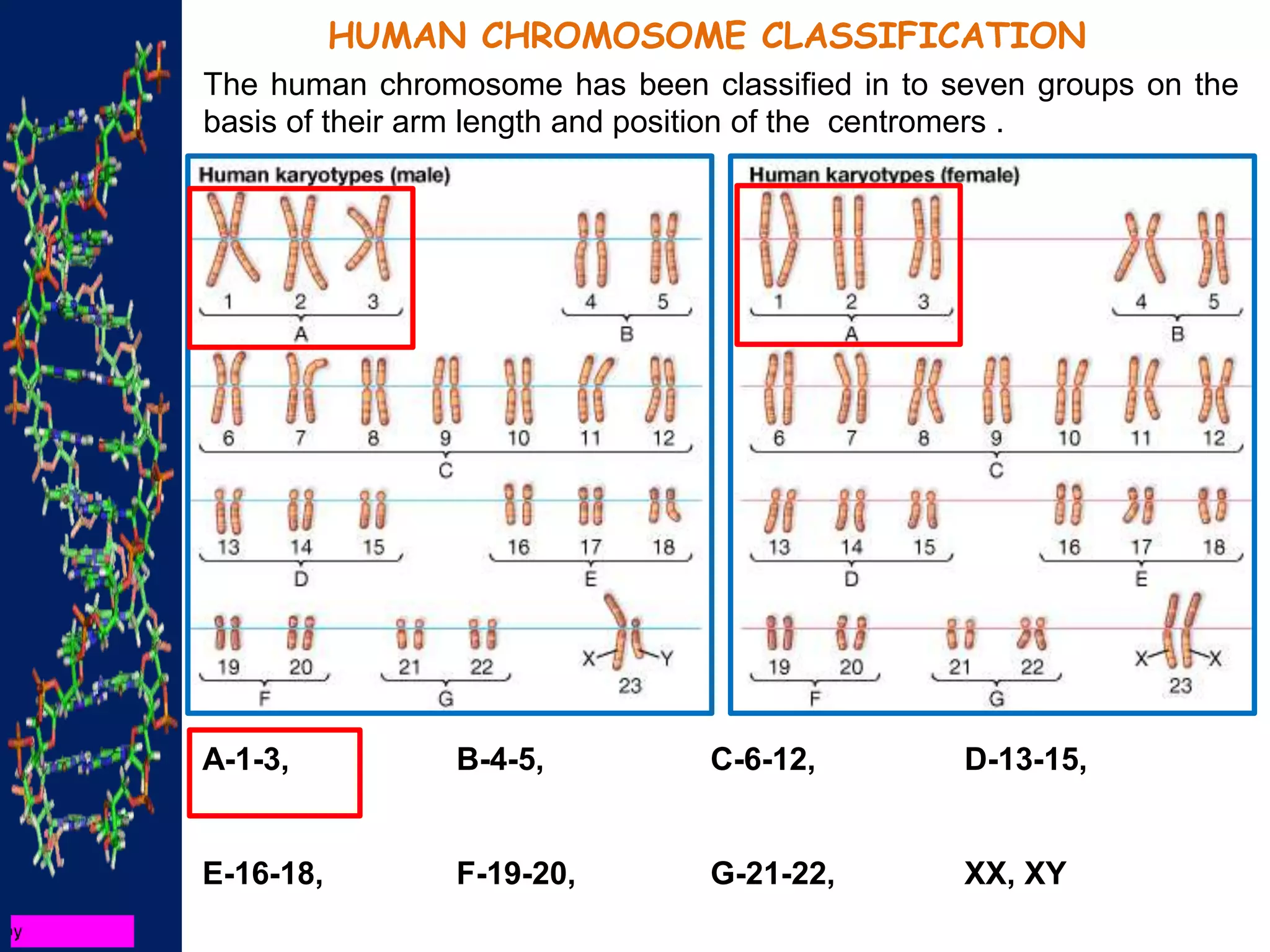 HUMAN CHROMOSOME CLASSIFICATION
The human chromosome has been classified in to seven groups on the
basis of their arm length and position of the centromers .
A-1-3, B-4-5, C-6-12, D-13-15,
E-16-18, F-19-20, G-21-22, XX, XY
 