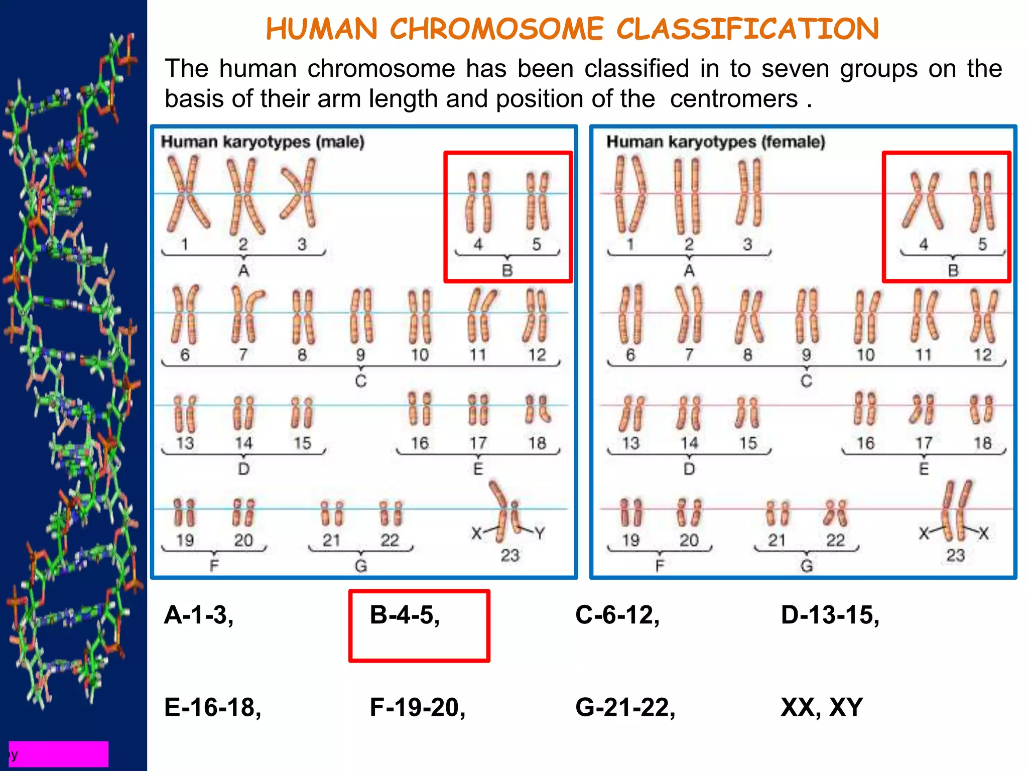 HUMAN CHROMOSOME CLASSIFICATION
The human chromosome has been classified in to seven groups on the
basis of their arm length and position of the centromers .
A-1-3, B-4-5, C-6-12, D-13-15,
E-16-18, F-19-20, G-21-22, XX, XY
 