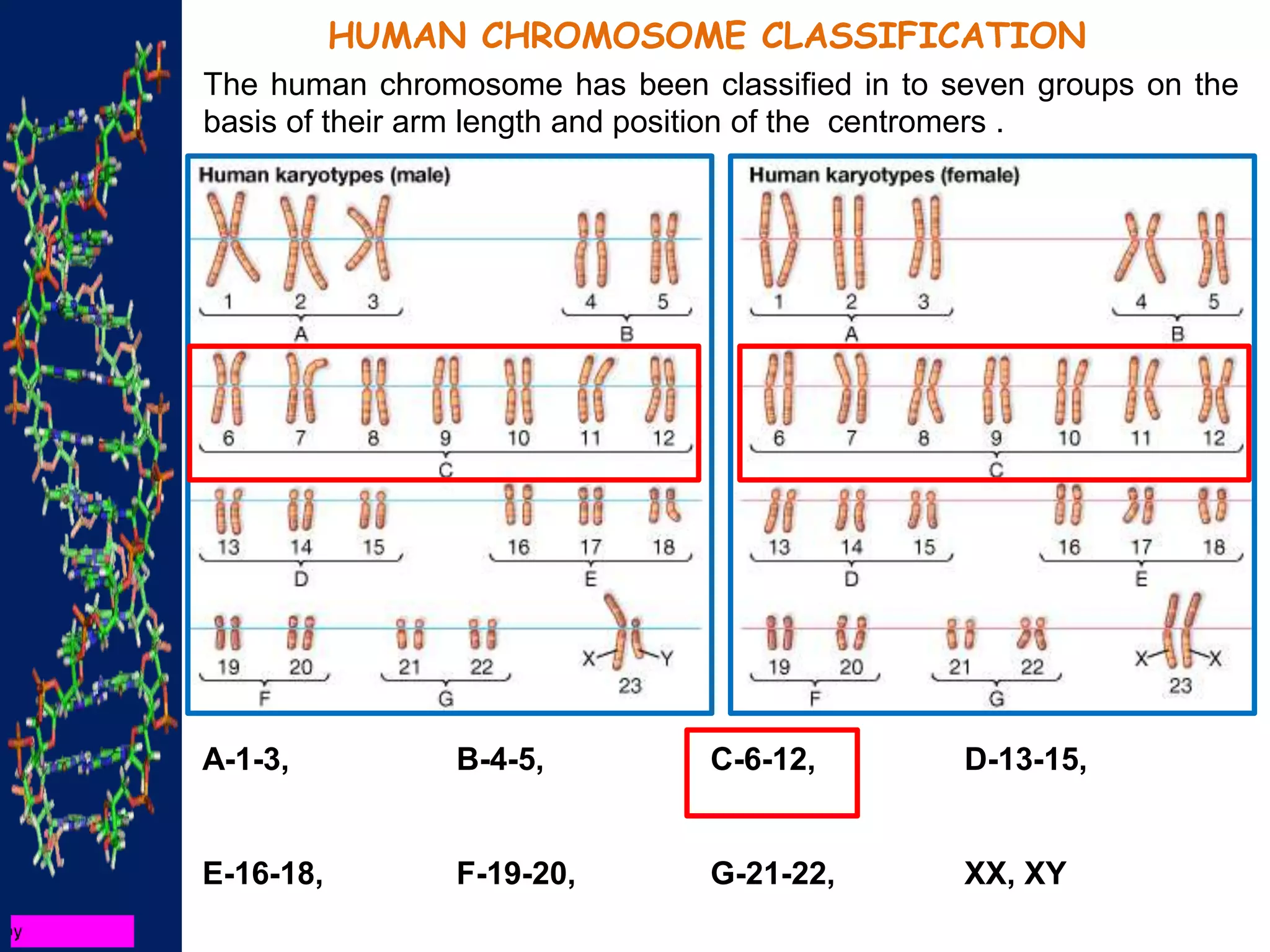 HUMAN CHROMOSOME CLASSIFICATION
The human chromosome has been classified in to seven groups on the
basis of their arm length and position of the centromers .
A-1-3, B-4-5, C-6-12, D-13-15,
E-16-18, F-19-20, G-21-22, XX, XY
 