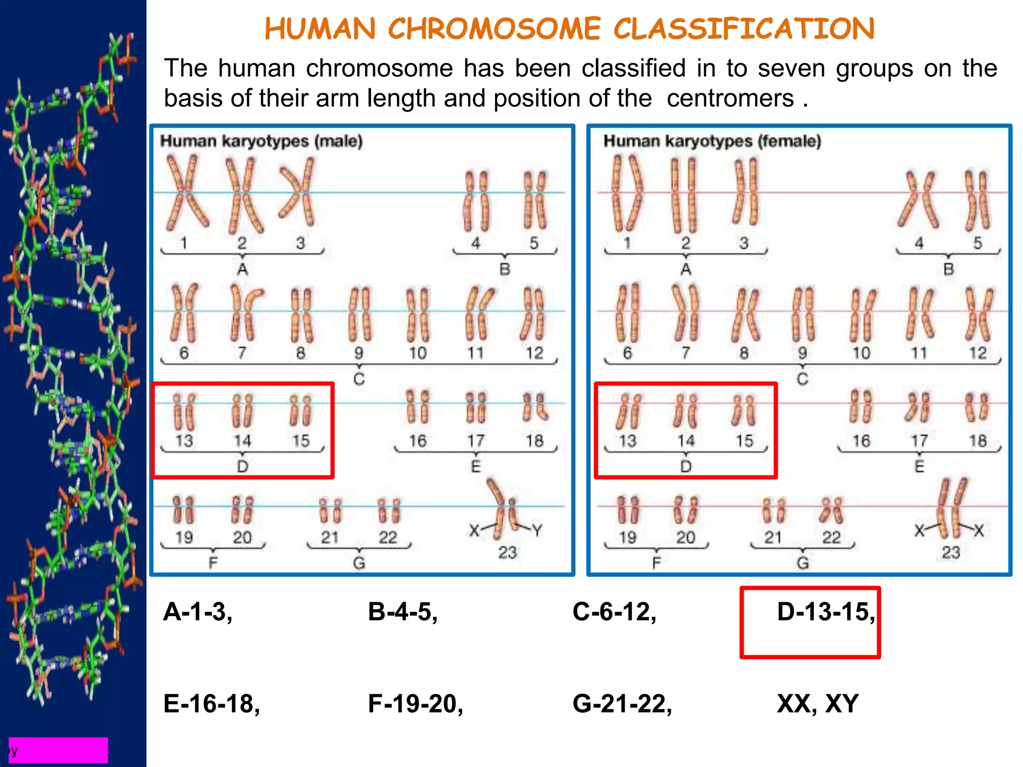 HUMAN CHROMOSOME CLASSIFICATION
The human chromosome has been classified in to seven groups on the
basis of their arm length and position of the centromers .
A-1-3, B-4-5, C-6-12, D-13-15,
E-16-18, F-19-20, G-21-22, XX, XY
 