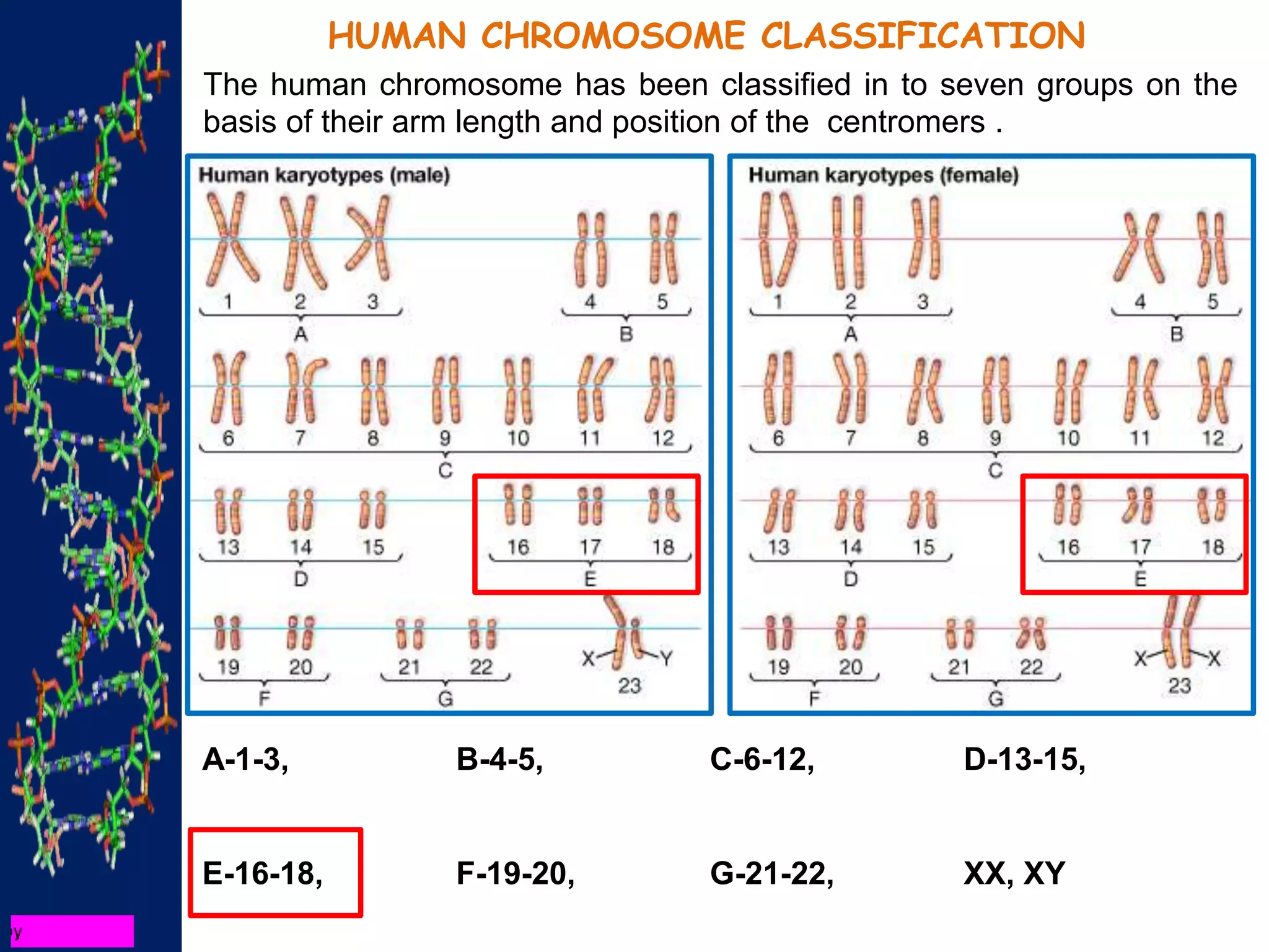 HUMAN CHROMOSOME CLASSIFICATION
The human chromosome has been classified in to seven groups on the
basis of their arm length and position of the centromers .
A-1-3, B-4-5, C-6-12, D-13-15,
E-16-18, F-19-20, G-21-22, XX, XY
 