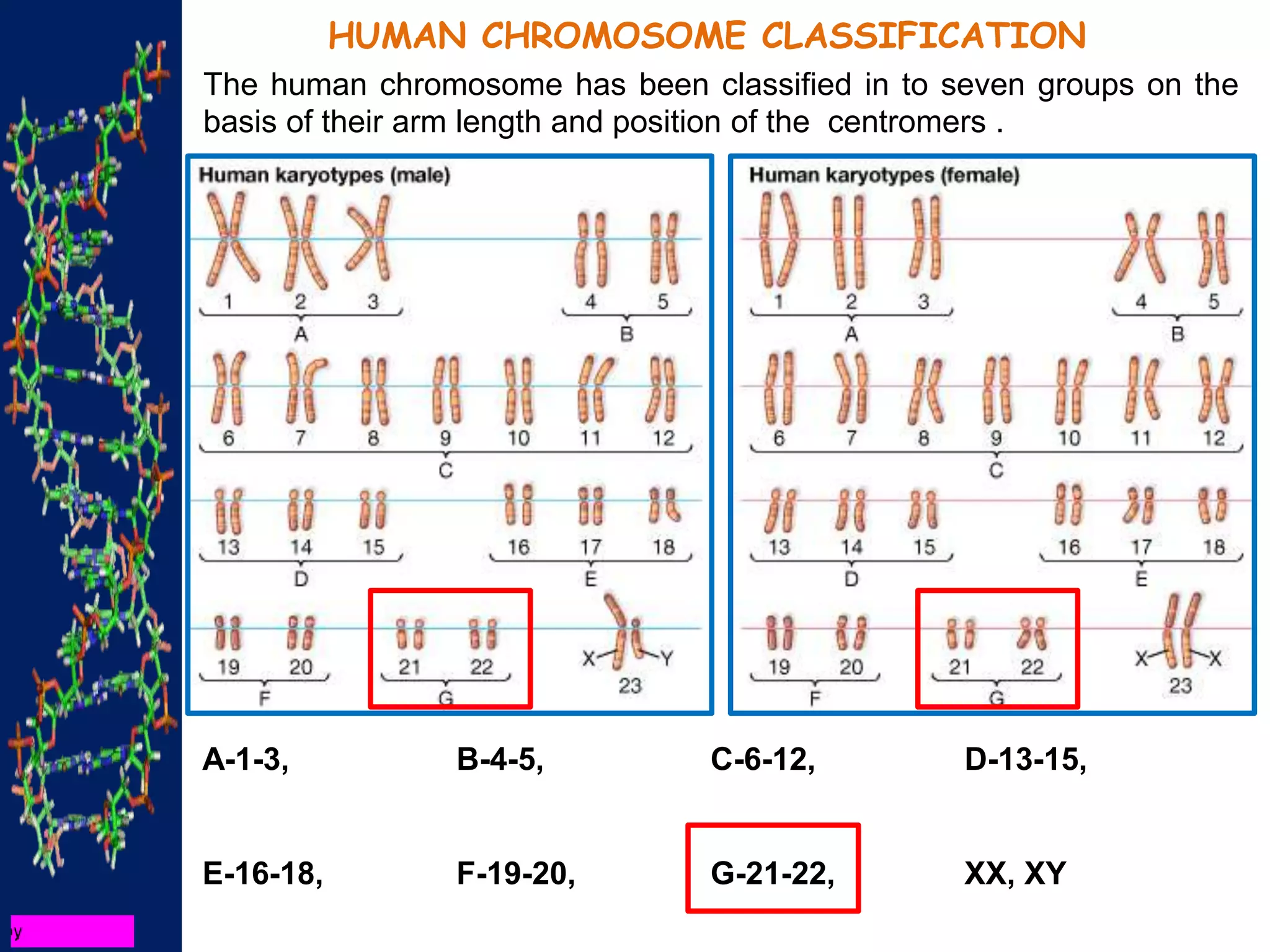 HUMAN CHROMOSOME CLASSIFICATION
The human chromosome has been classified in to seven groups on the
basis of their arm length and position of the centromers .
A-1-3, B-4-5, C-6-12, D-13-15,
E-16-18, F-19-20, G-21-22, XX, XY
 
