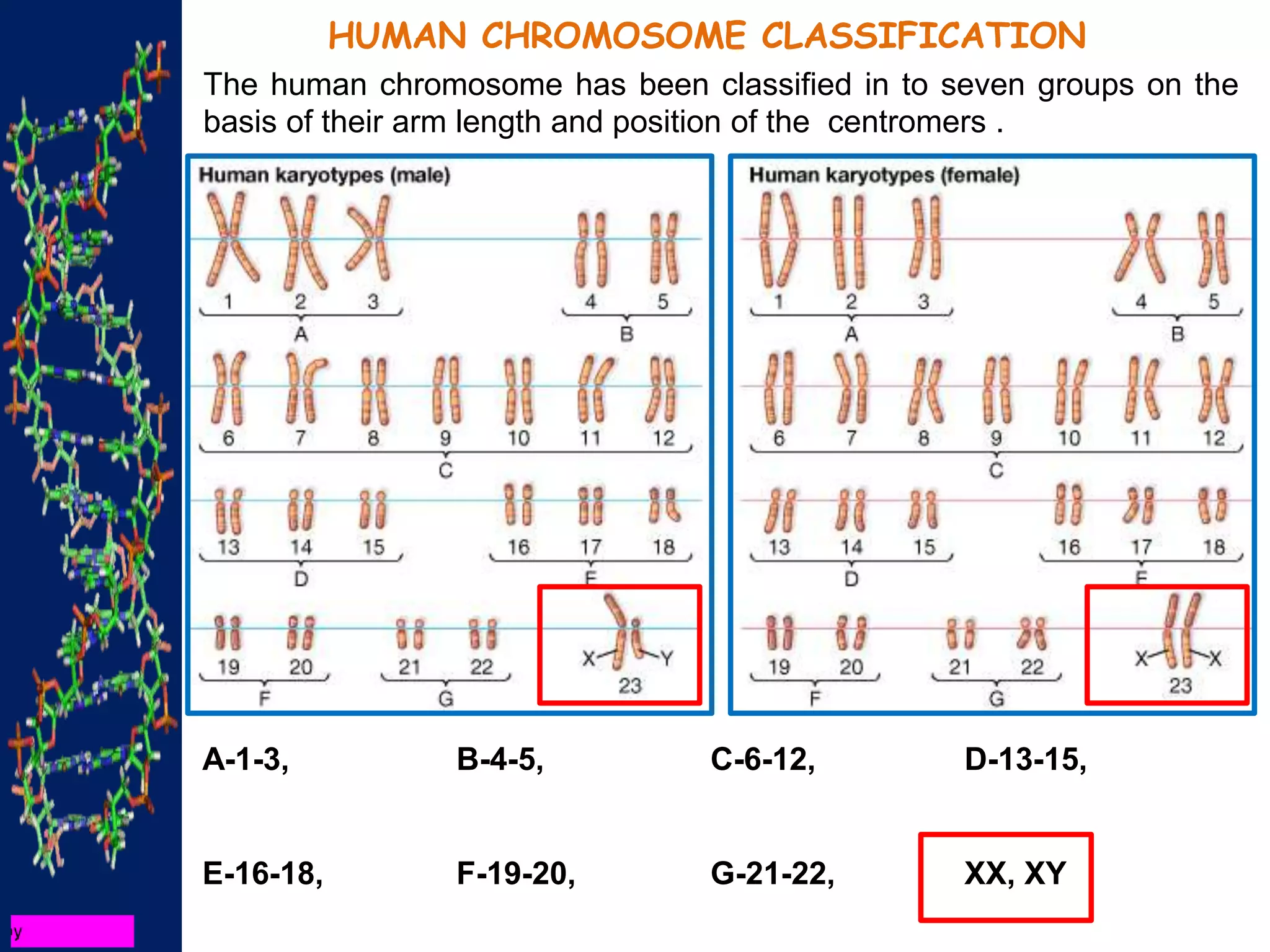 HUMAN CHROMOSOME CLASSIFICATION
The human chromosome has been classified in to seven groups on the
basis of their arm length and position of the centromers .
A-1-3, B-4-5, C-6-12, D-13-15,
E-16-18, F-19-20, G-21-22, XX, XY
 