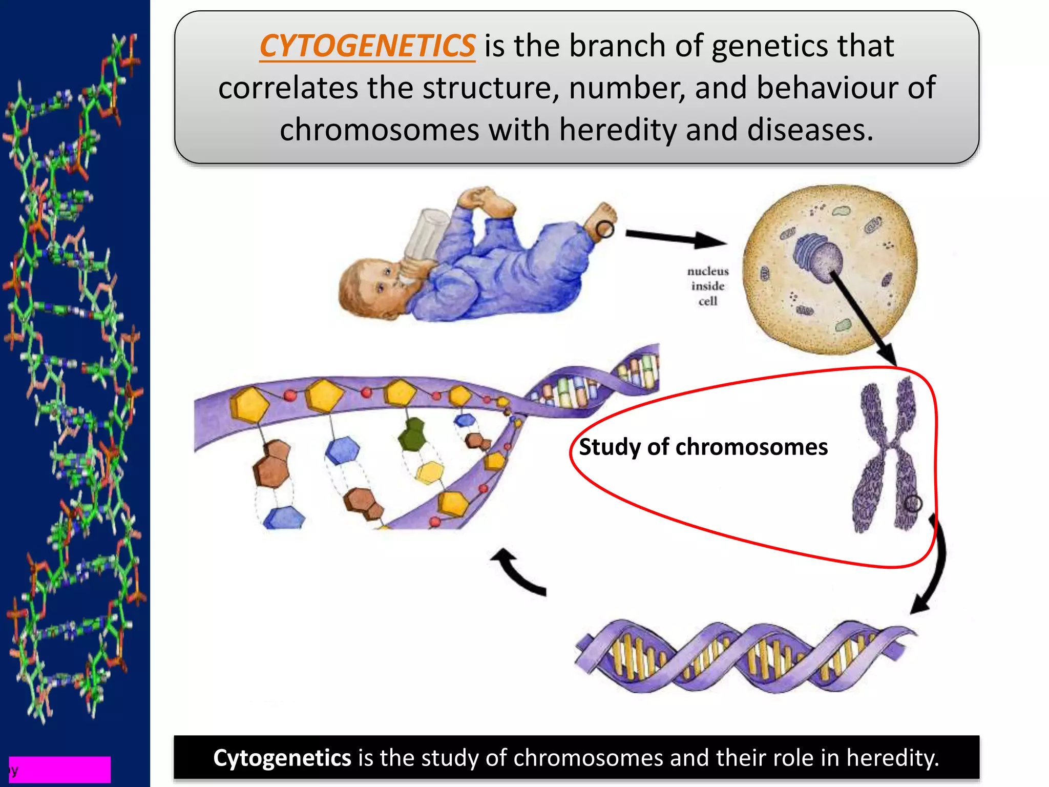 Cytogenetics is the study of chromosomes and their role in heredity.
CYTOGENETICS is the branch of genetics that
correlates the structure, number, and behaviour of
chromosomes with heredity and diseases.
Study of chromosomes
 