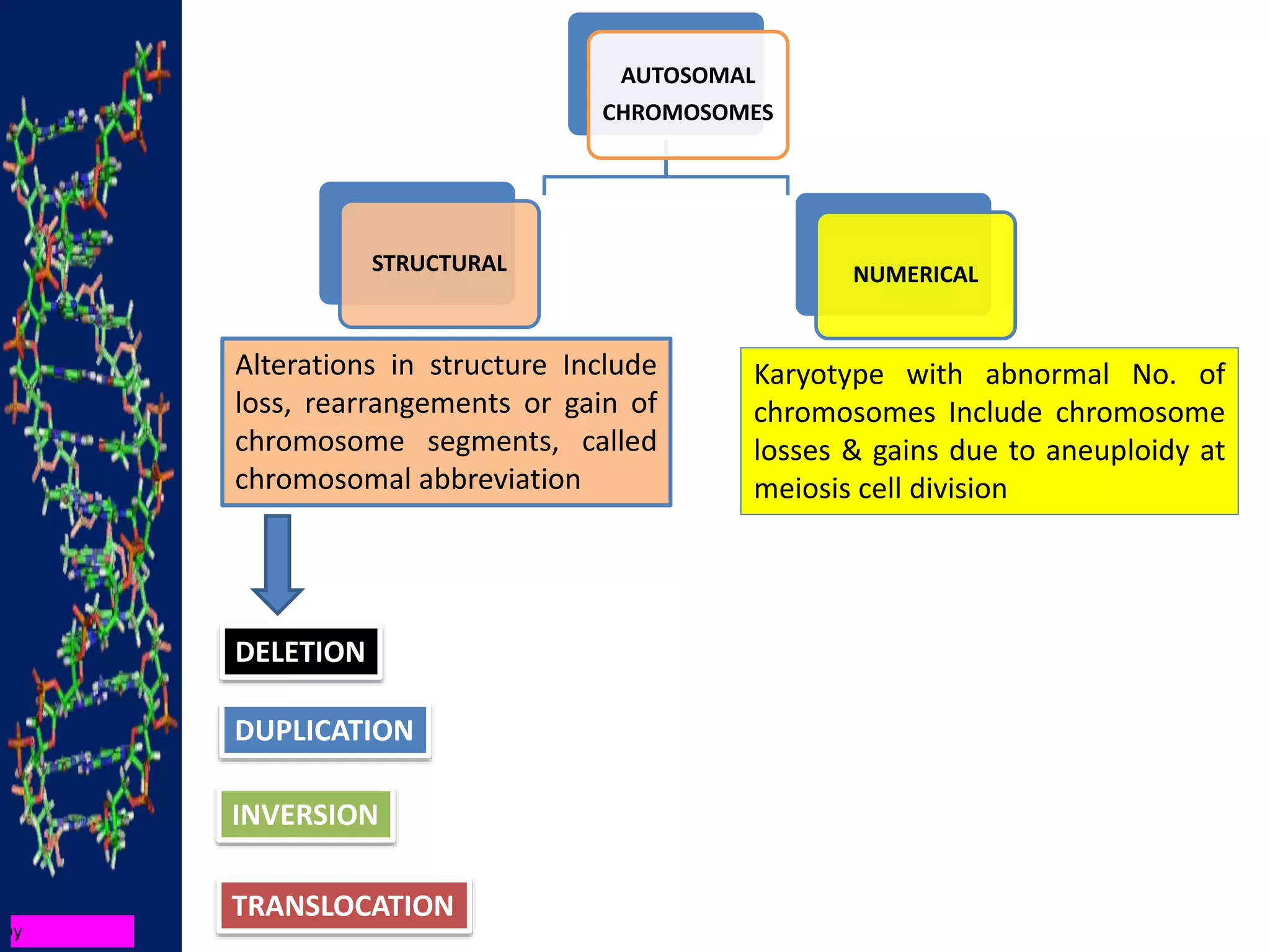 AUTOSOMAL
CHROMOSOMES
STRUCTURAL NUMERICAL
Alterations in structure Include
loss, rearrangements or gain of
chromosome segments, called
chromosomal abbreviation
Karyotype with abnormal No. of
chromosomes Include chromosome
losses & gains due to aneuploidy at
meiosis cell division
DELETION
DUPLICATION
TRANSLOCATION
INVERSION
 