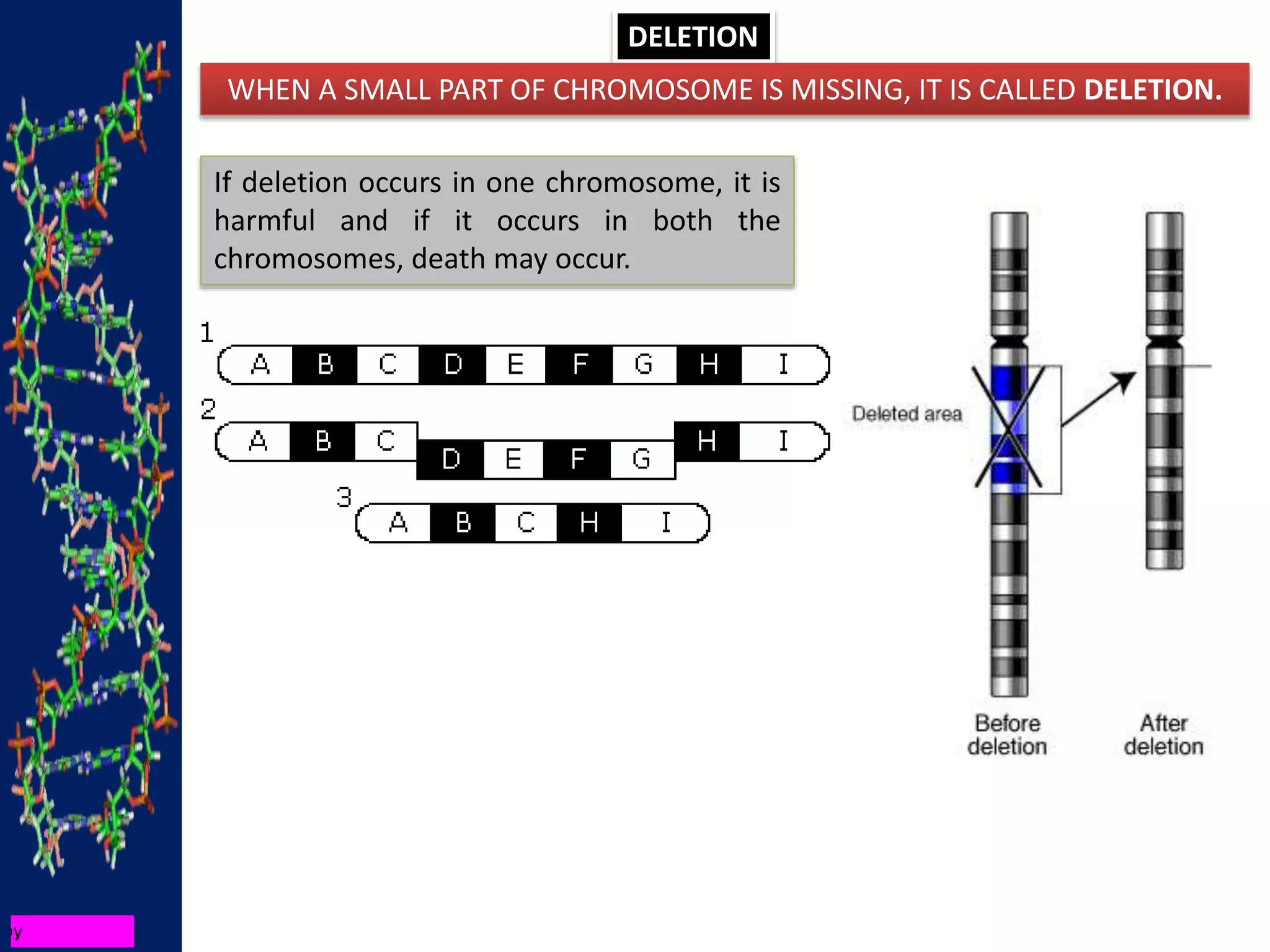 DELETION
WHEN A SMALL PART OF CHROMOSOME IS MISSING, IT IS CALLED DELETION.
If deletion occurs in one chromosome, it is
harmful and if it occurs in both the
chromosomes, death may occur.
 
