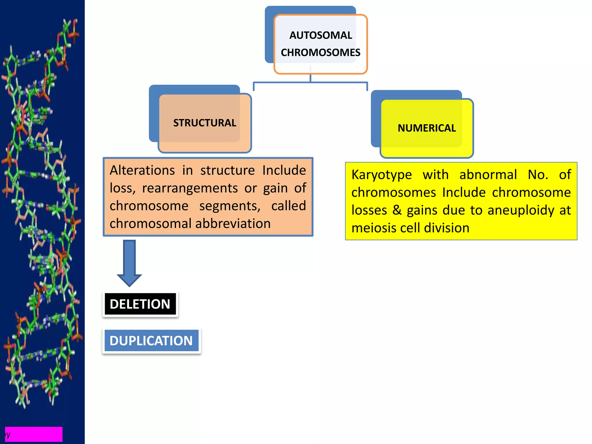 AUTOSOMAL
CHROMOSOMES
STRUCTURAL NUMERICAL
Alterations in structure Include
loss, rearrangements or gain of
chromosome segments, called
chromosomal abbreviation
Karyotype with abnormal No. of
chromosomes Include chromosome
losses & gains due to aneuploidy at
meiosis cell division
DELETION
DUPLICATION
 