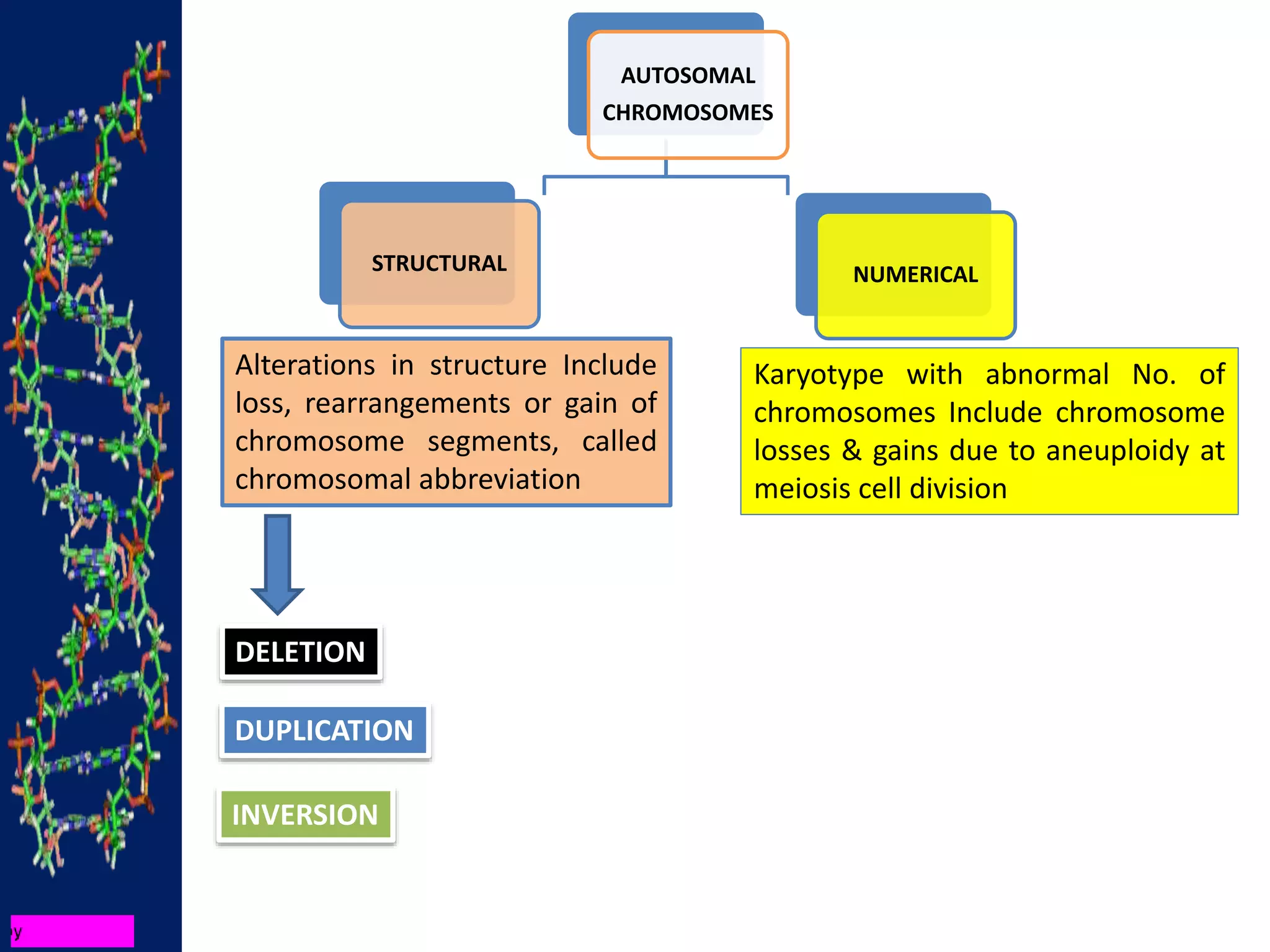 AUTOSOMAL
CHROMOSOMES
STRUCTURAL NUMERICAL
Alterations in structure Include
loss, rearrangements or gain of
chromosome segments, called
chromosomal abbreviation
Karyotype with abnormal No. of
chromosomes Include chromosome
losses & gains due to aneuploidy at
meiosis cell division
DELETION
DUPLICATION
INVERSION
 