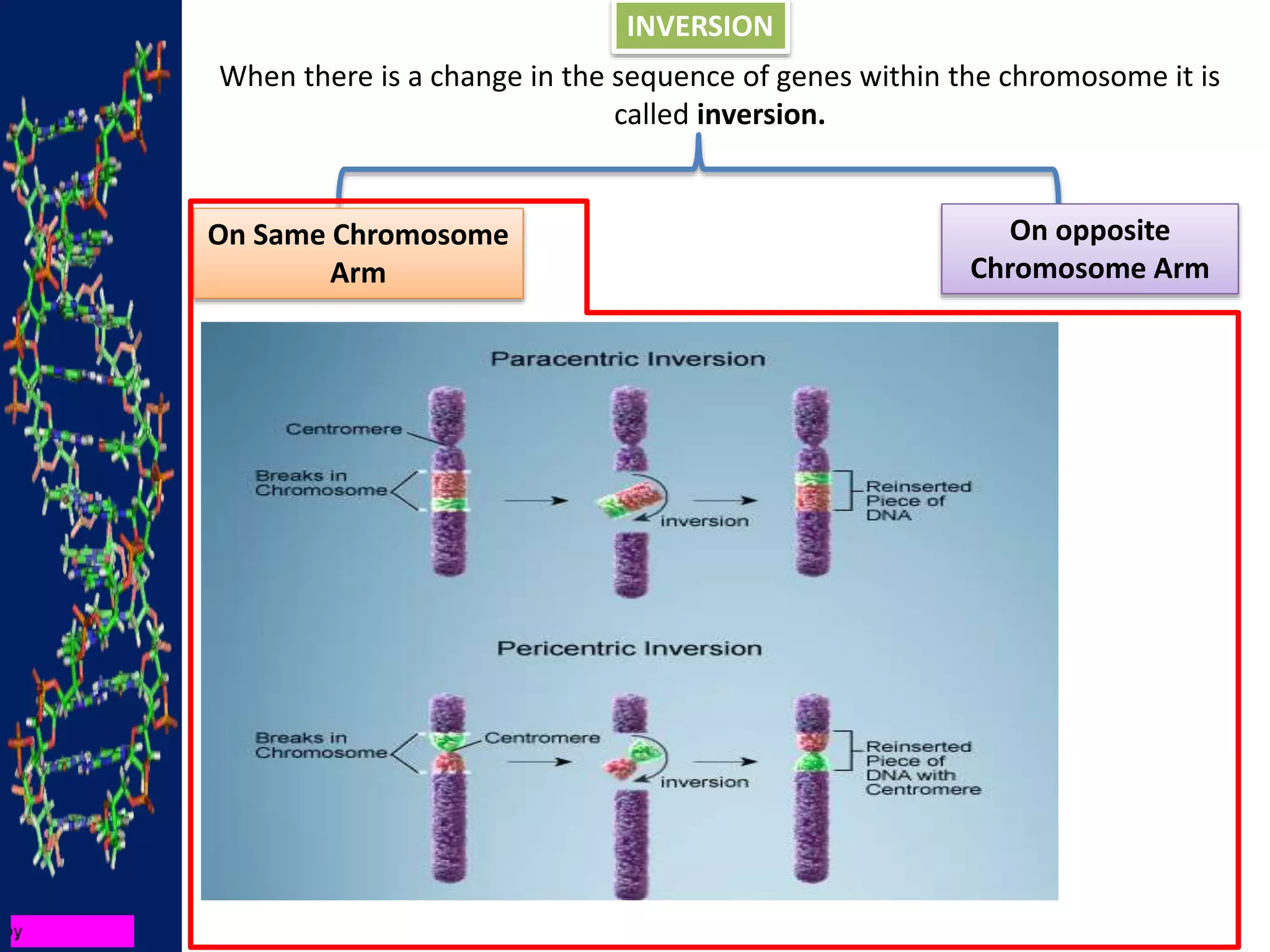 INVERSION
When there is a change in the sequence of genes within the chromosome it is
called inversion.
On Same Chromosome
Arm
On opposite
Chromosome Arm
 