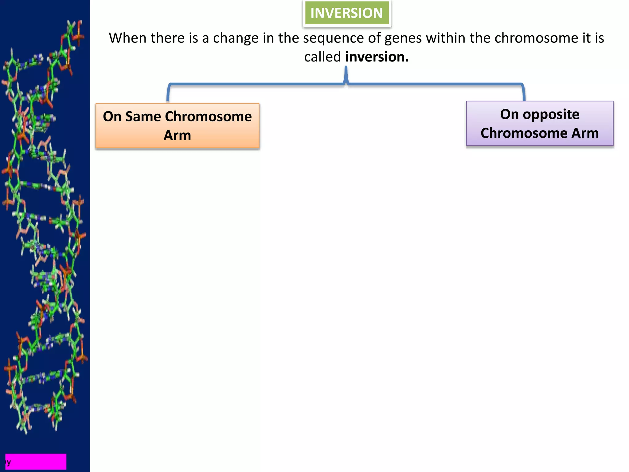 INVERSION
When there is a change in the sequence of genes within the chromosome it is
called inversion.
On Same Chromosome
Arm
On opposite
Chromosome Arm
 
