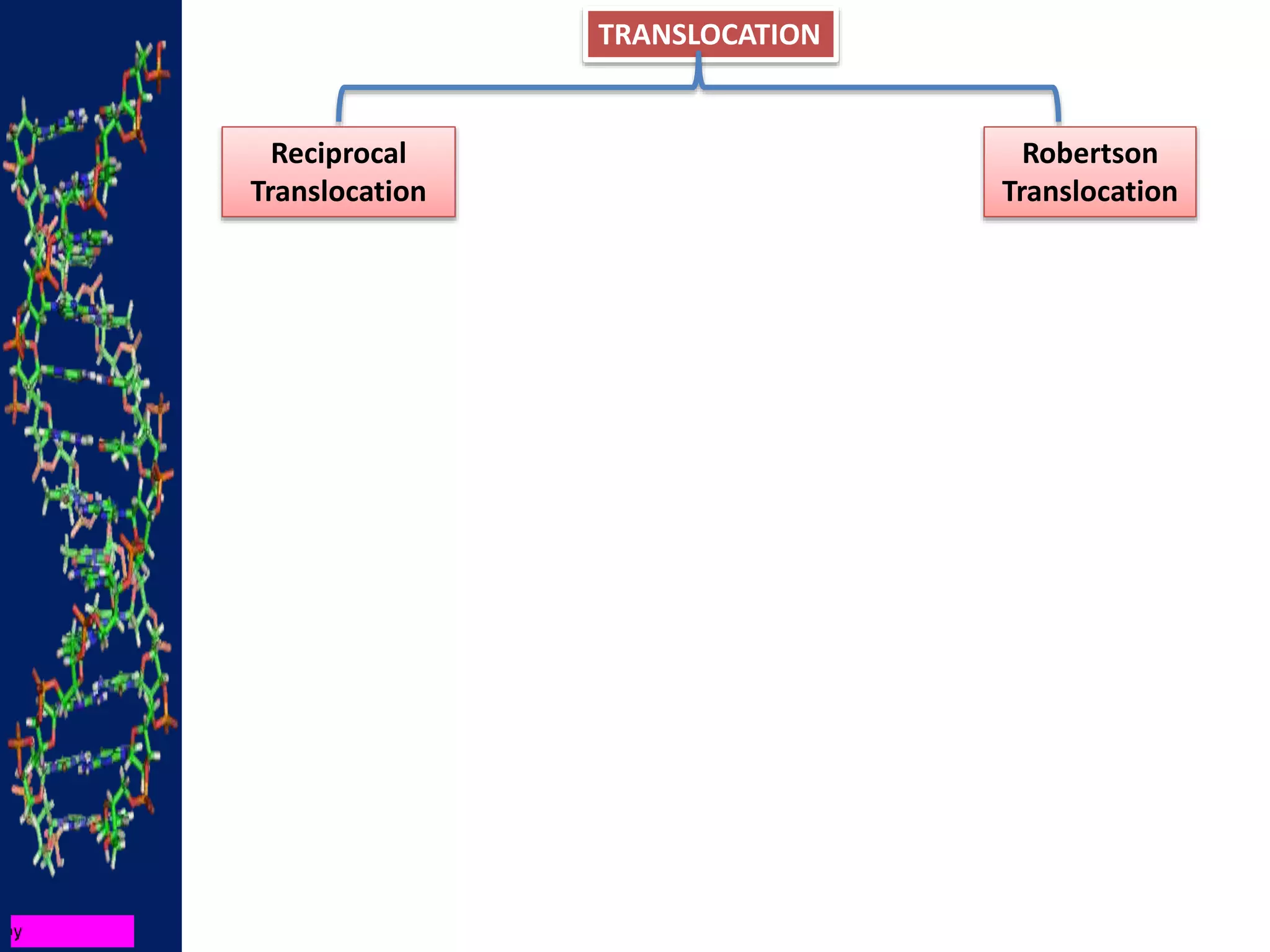 TRANSLOCATION
Reciprocal
Translocation
Robertson
Translocation
 
