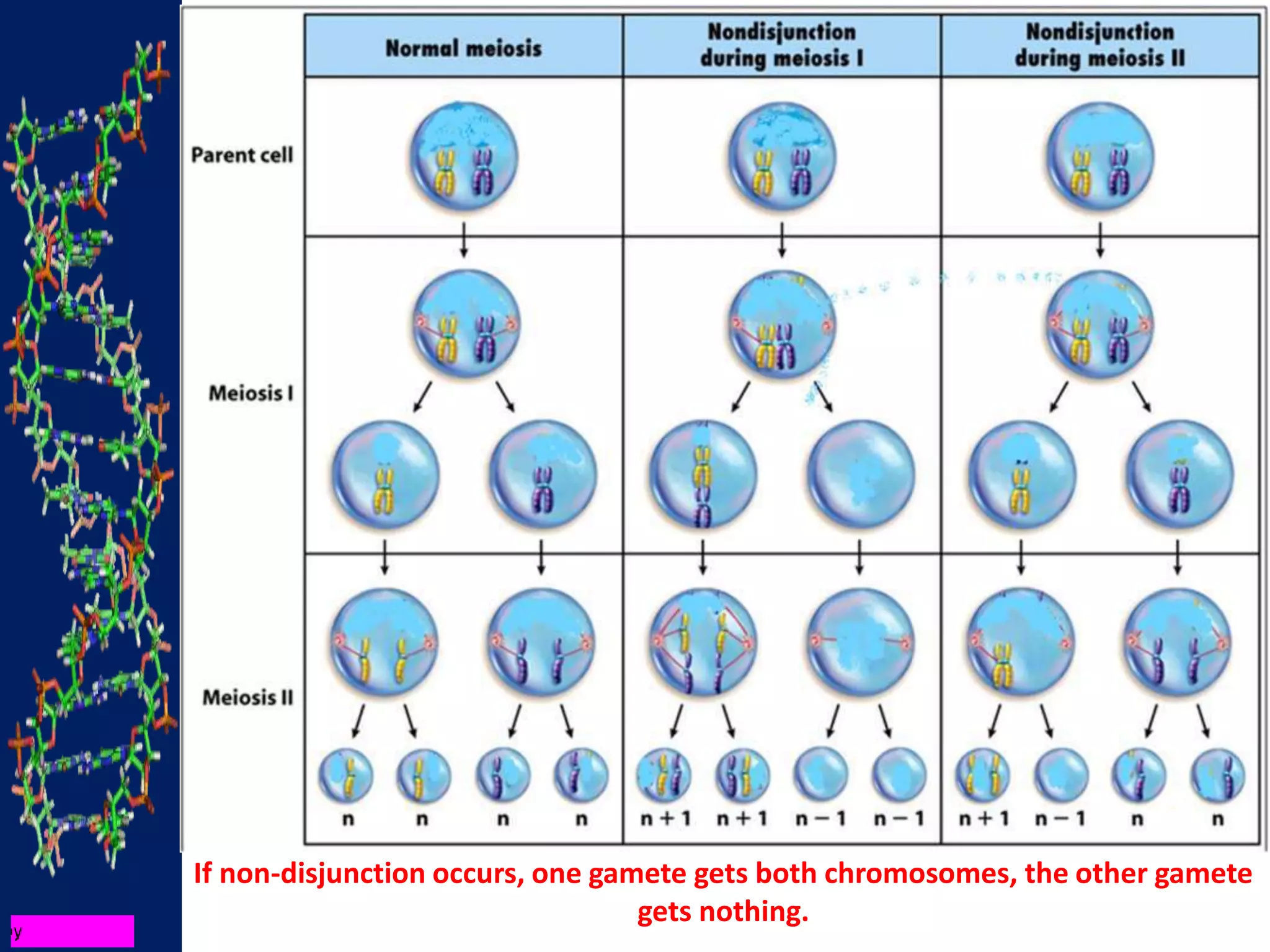 If non-disjunction occurs, one gamete gets both chromosomes, the other gamete
gets nothing.
 