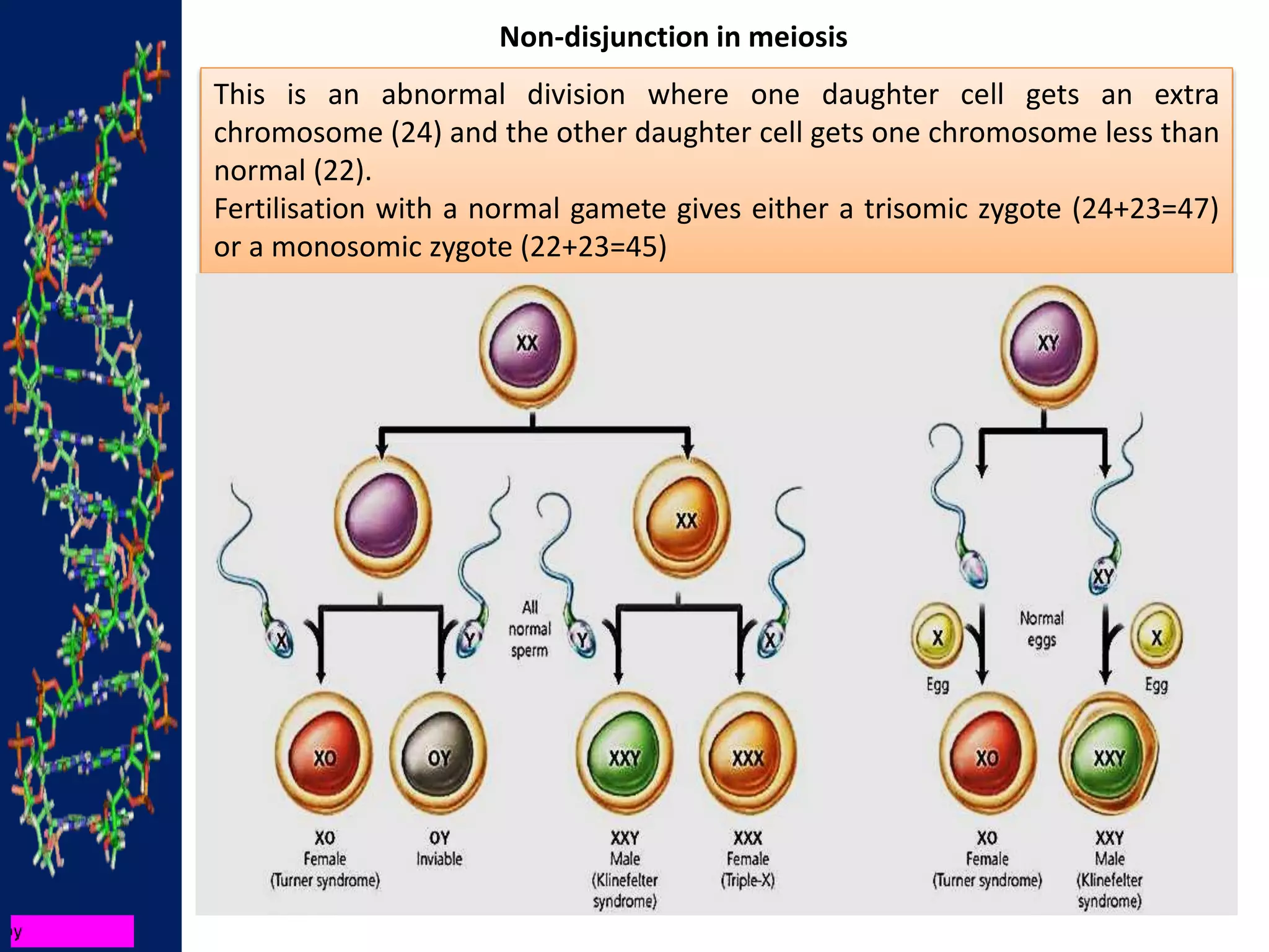 Non-disjunction in meiosis
This is an abnormal division where one daughter cell gets an extra
chromosome (24) and the other daughter cell gets one chromosome less than
normal (22).
Fertilisation with a normal gamete gives either a trisomic zygote (24+23=47)
or a monosomic zygote (22+23=45)
 