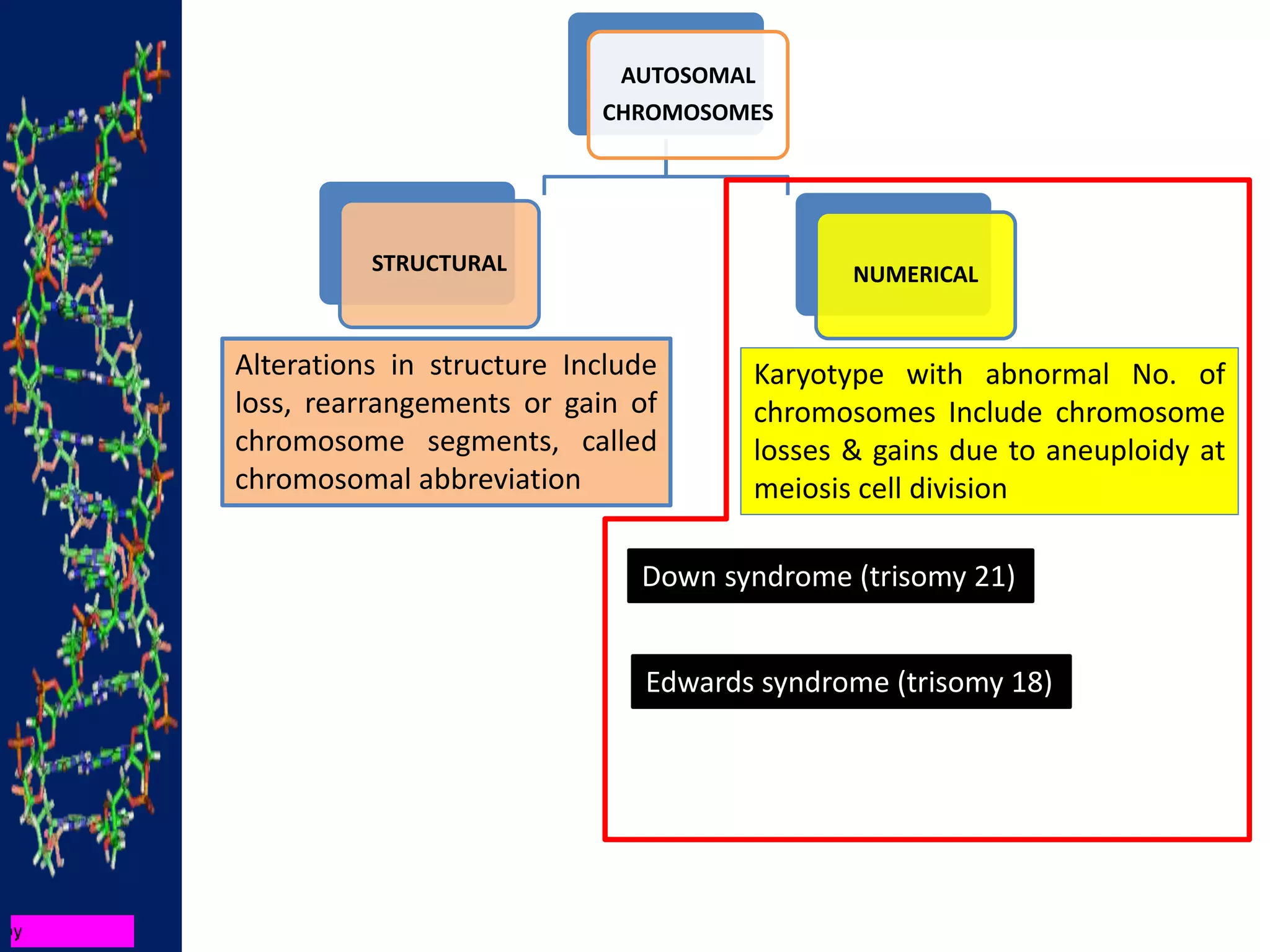 AUTOSOMAL
CHROMOSOMES
STRUCTURAL NUMERICAL
Alterations in structure Include
loss, rearrangements or gain of
chromosome segments, called
chromosomal abbreviation
Karyotype with abnormal No. of
chromosomes Include chromosome
losses & gains due to aneuploidy at
meiosis cell division
Down syndrome (trisomy 21)
Edwards syndrome (trisomy 18)
 