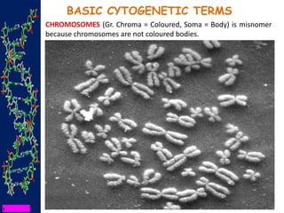 BASIC CYTOGENETIC TERMS
CHROMOSOMES (Gr. Chroma = Coloured, Soma = Body) is misnomer
because chromosomes are not coloured bodies.
 