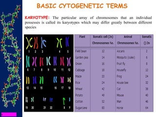KARYOTYPE: The particular array of chromosomes that an individual
possesses is called its karyotypes which may differ greatly between different
species
BASIC CYTOGENETIC TERMS
 