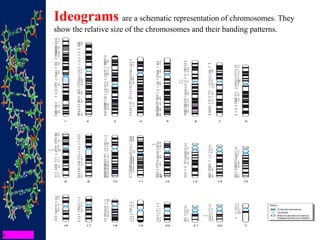 Ideograms are a schematic representation of chromosomes. They
show the relative size of the chromosomes and their banding patterns.
 