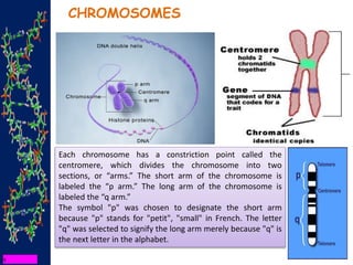 CHROMOSOMES
Each chromosome has a constriction point called the
centromere, which divides the chromosome into two
sections, or “arms.” The short arm of the chromosome is
labeled the “p arm.” The long arm of the chromosome is
labeled the “q arm.”
The symbol "p" was chosen to designate the short arm
because "p" stands for "petit", "small" in French. The letter
"q" was selected to signify the long arm merely because "q" is
the next letter in the alphabet.
 