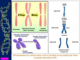 Chromosomes are visible when a cell is dividing so we usually see them
in double-stranded form.
 