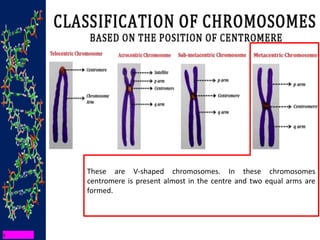 These are V-shaped chromosomes. In these chromosomes
centromere is present almost in the centre and two equal arms are
formed.
 