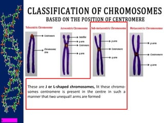 These are J or L-shaped chromosomes, lit these chromo-
somes centromere is present in the centre in such a
manner that two unequal! arms are formed
 