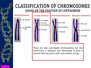 These are also rod-shaped chromosomes, but the
centromere is between two chromatids in such a
manner that one arm is short and another is long.
 