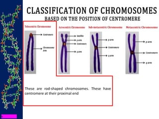 These are rod-shaped chromosomes. These have
centromere at their proximal end
 