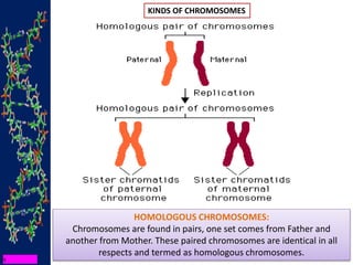 KINDS OF CHROMOSOMES
HOMOLOGOUS CHROMOSOMES:
Chromosomes are found in pairs, one set comes from Father and
another from Mother. These paired chromosomes are identical in all
respects and termed as homologous chromosomes.
 