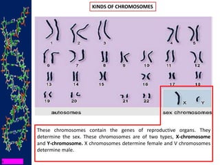 KINDS OF CHROMOSOMES
These chromosomes contain the genes of reproductive organs. They
determine the sex. These chromosomes are of two types, X-chromosome
and Y-chromosome. X chromosomes determine female and V chromosomes
determine male.
 