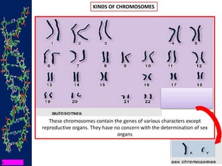 KINDS OF CHROMOSOMES
These chromosomes contain the genes of various characters except
reproductive organs. They have no concern with the determination of sex
organs
 