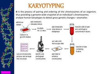 KARYOTYPING
It is the process of pairing and ordering all the chromosomes of an organism,
thus providing a genome-wide snapshot of an individual's chromosomes.
analyze human karyotypes to detect gross genetic changes—anomalies
 