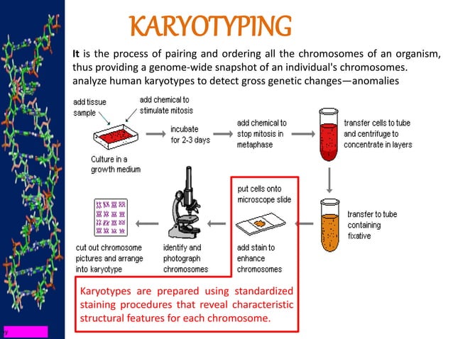 Introduction to Basic Cytogenetics by Tanzeel Rehman | PPTX