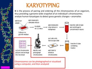 KARYOTYPING
It is the process of pairing and ordering all the chromosomes of an organism,
thus providing a genome-wide snapshot of an individual's chromosomes.
analyze human karyotypes to detect gross genetic changes—anomalies
Chromosomes can be photographed or visualized
using a computer, and then analyzed
 