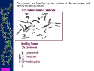 Chromosomes are identified by size, position of the centromere, and
banding and staining regions
 