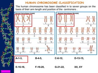 HUMAN CHROMOSOME CLASSIFICATION
The human chromosome has been classified in to seven groups on the
basis of their arm length and position of the centromers .
A-1-3, B-4-5, C-6-12, D-13-15,
E-16-18, F-19-20, G-21-22, XX, XY
 