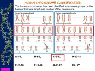 HUMAN CHROMOSOME CLASSIFICATION
The human chromosome has been classified in to seven groups on the
basis of their arm length and position of the centromers .
A-1-3, B-4-5, C-6-12, D-13-15,
E-16-18, F-19-20, G-21-22, XX, XY
 