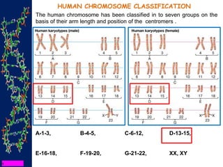 HUMAN CHROMOSOME CLASSIFICATION
The human chromosome has been classified in to seven groups on the
basis of their arm length and position of the centromers .
A-1-3, B-4-5, C-6-12, D-13-15,
E-16-18, F-19-20, G-21-22, XX, XY
 