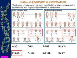 HUMAN CHROMOSOME CLASSIFICATION
The human chromosome has been classified in to seven groups on the
basis of their arm length and position of the centromers .
A-1-3, B-4-5, C-6-12, D-13-15,
E-16-18, F-19-20, G-21-22, XX, XY
 